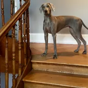 Hund auf einer Holztreppe mit Geländer